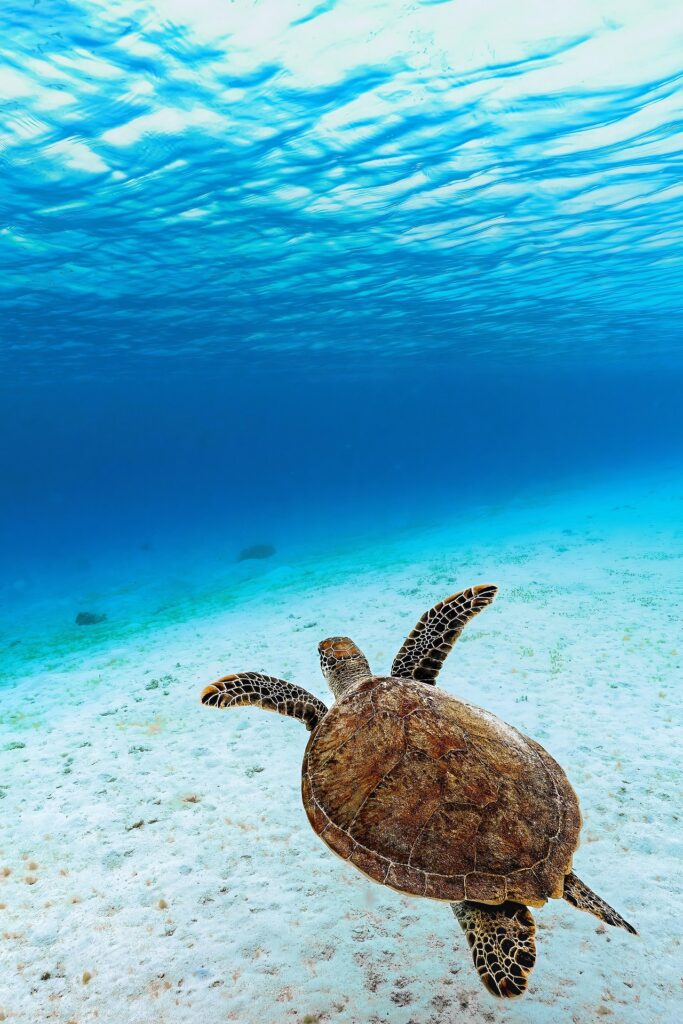 Turtle